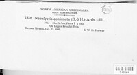Image of Prospodium conjunctum